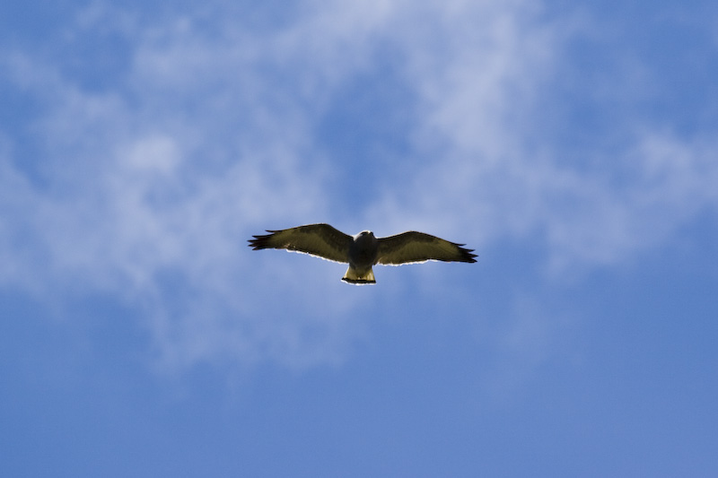 Puna Hawk In Flight